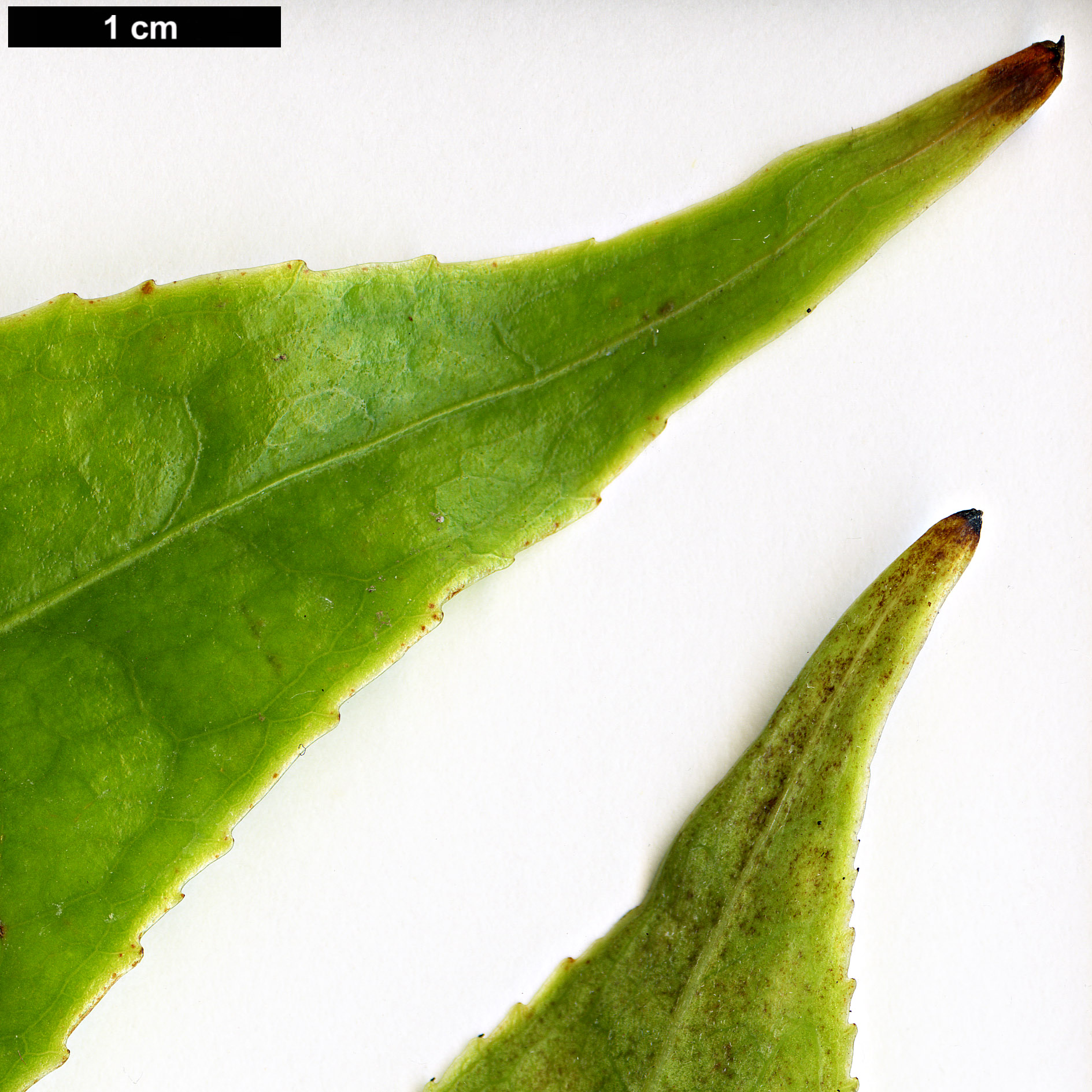 High resolution image: Family: Theaceae - Genus: Camellia - Taxon: species (Vietnam)